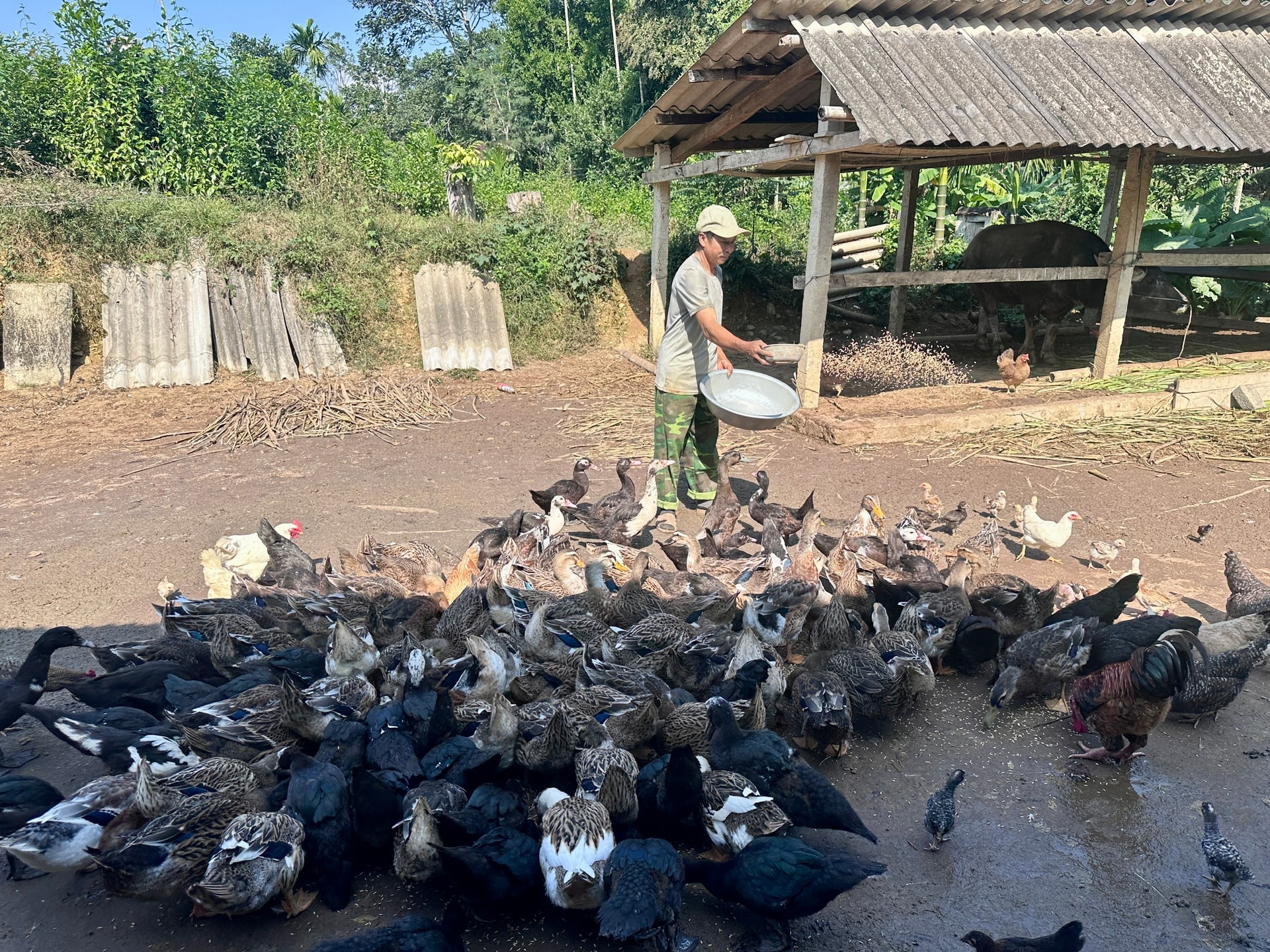 Vịt bầu Quỳ Châu quý hiếm được săn lùng- Ảnh 3.