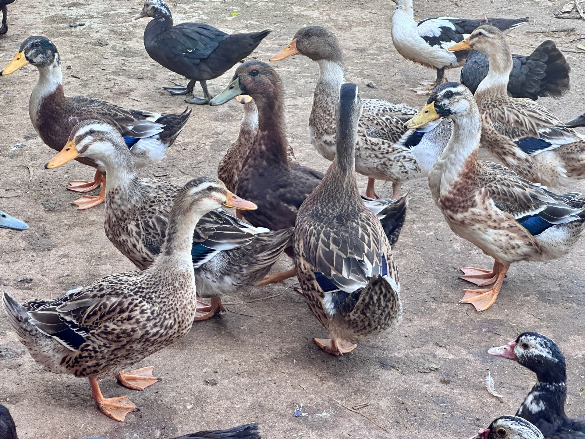 Vịt bầu Quỳ Châu quý hiếm được săn lùng- Ảnh 4.