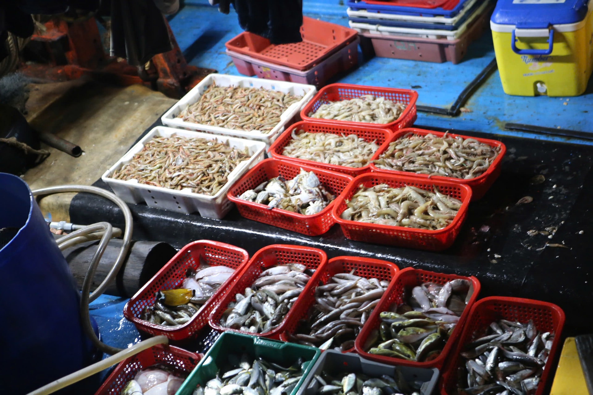 Ngư dân phấn khởi trúng đậm hải sản đầu năm mới- Ảnh 7.