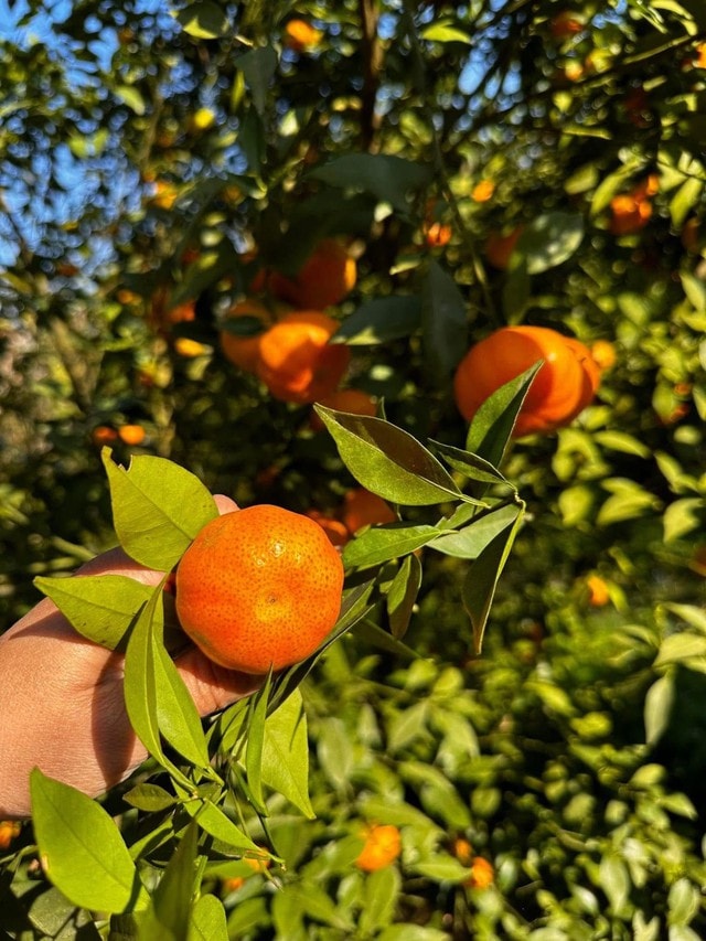 'Thủ phủ' cam Hà Tĩnh đỏ rực chờ Tết- Ảnh 6.