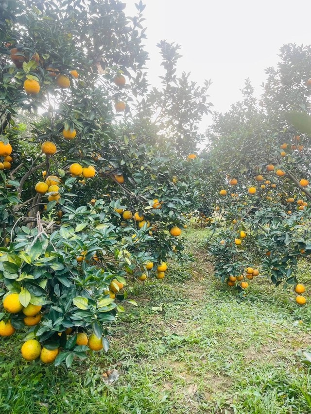 'Thủ phủ' cam Hà Tĩnh đỏ rực chờ Tết- Ảnh 7.