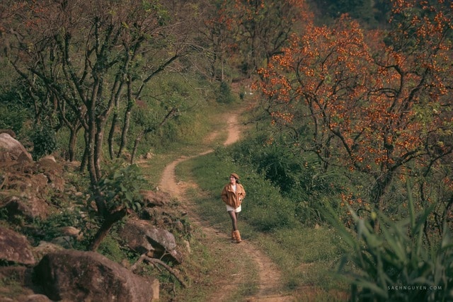 Vườn hồng cổ thụ hút khách chụp ảnh mùa quả chín- Ảnh 1.