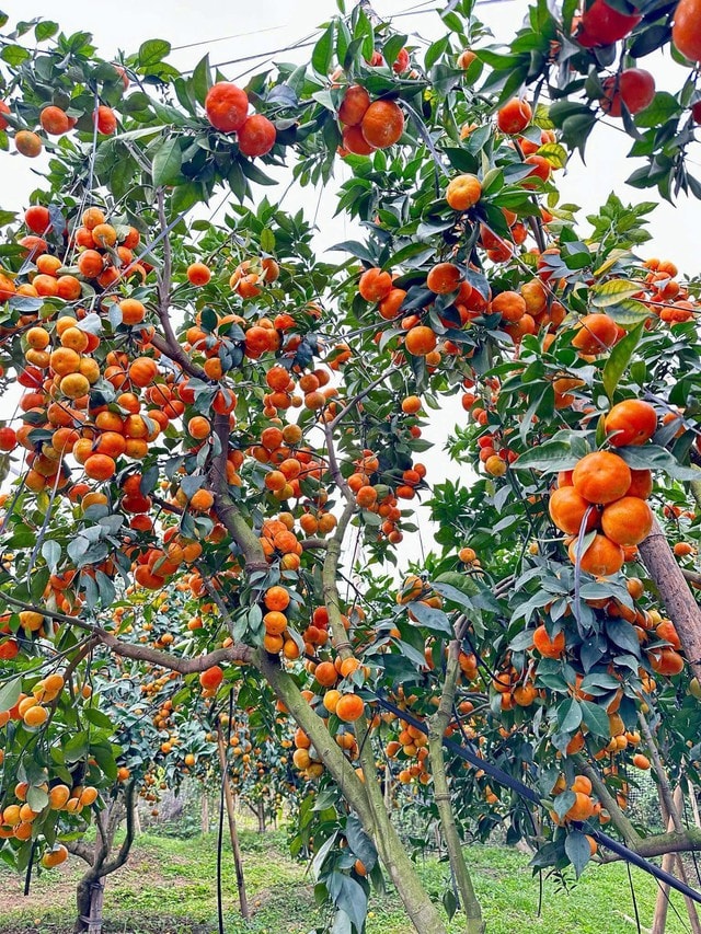 'Thủ phủ' cam Hà Tĩnh đỏ rực chờ Tết- Ảnh 2.