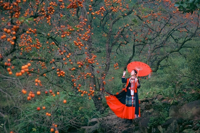 Vườn hồng cổ thụ hút khách chụp ảnh mùa quả chín- Ảnh 2.