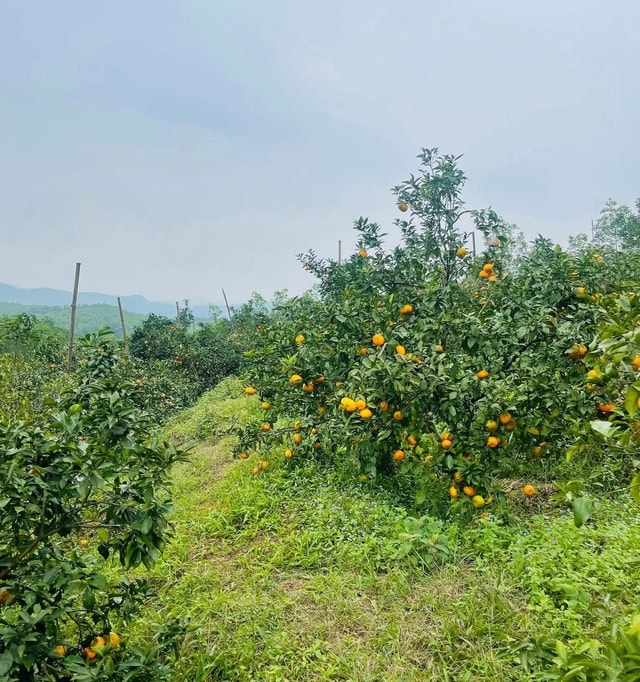 'Thủ phủ' cam Hà Tĩnh đỏ rực chờ Tết- Ảnh 1.