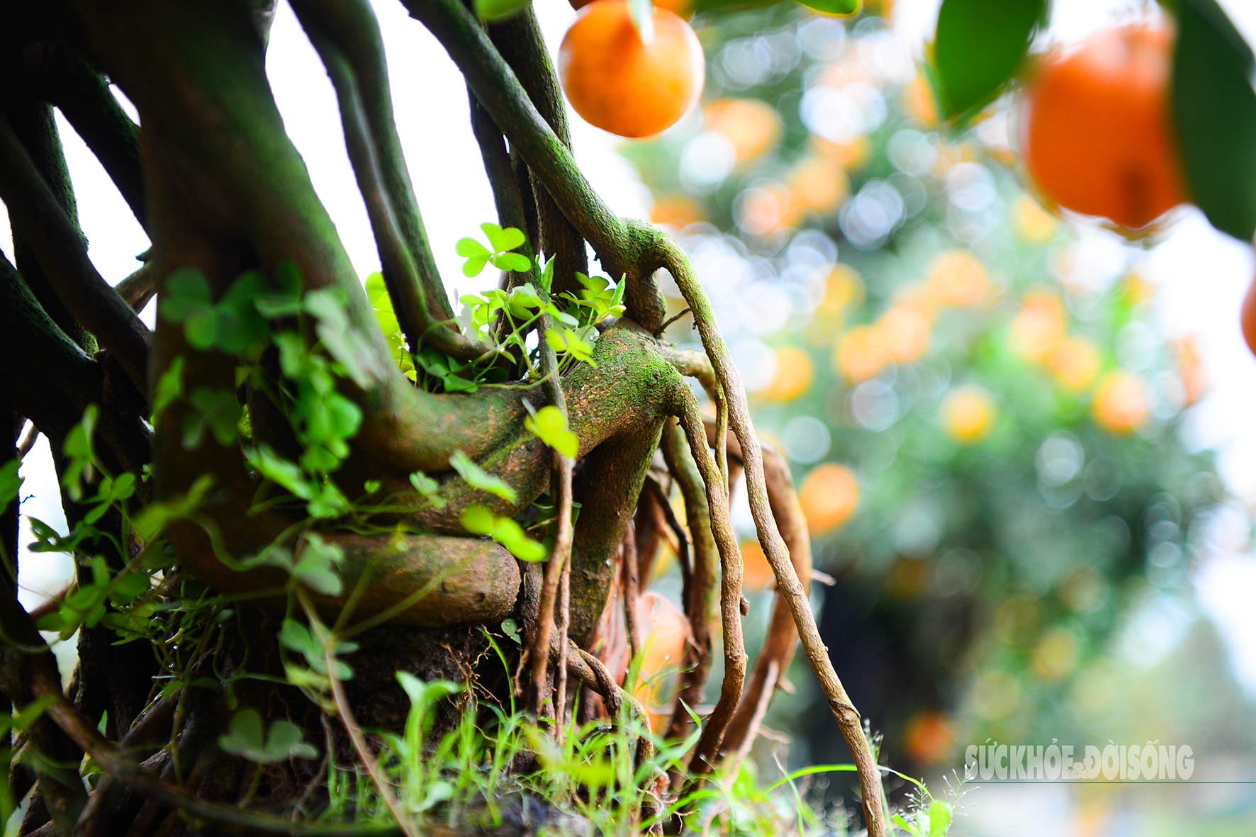 Độc lạ quất mộc căn tạo dáng ngựa- Ảnh 4. Độc lạ quất mộc căn tạo dáng ngựa- Ảnh 4.