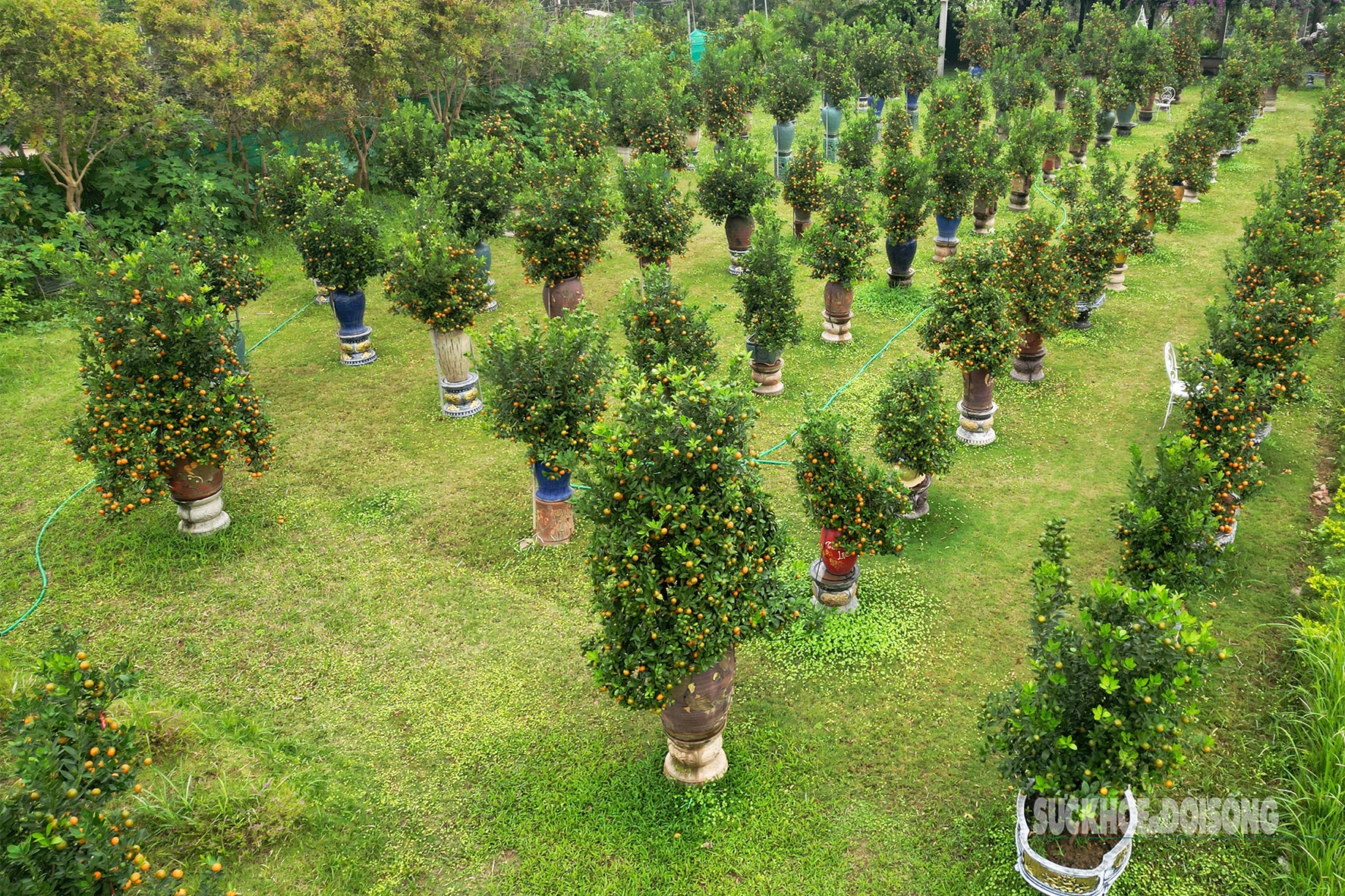 Độc lạ quất mộc căn tạo dáng ngựa- Ảnh 13. Độc lạ quất mộc căn tạo dáng ngựa- Ảnh 13.