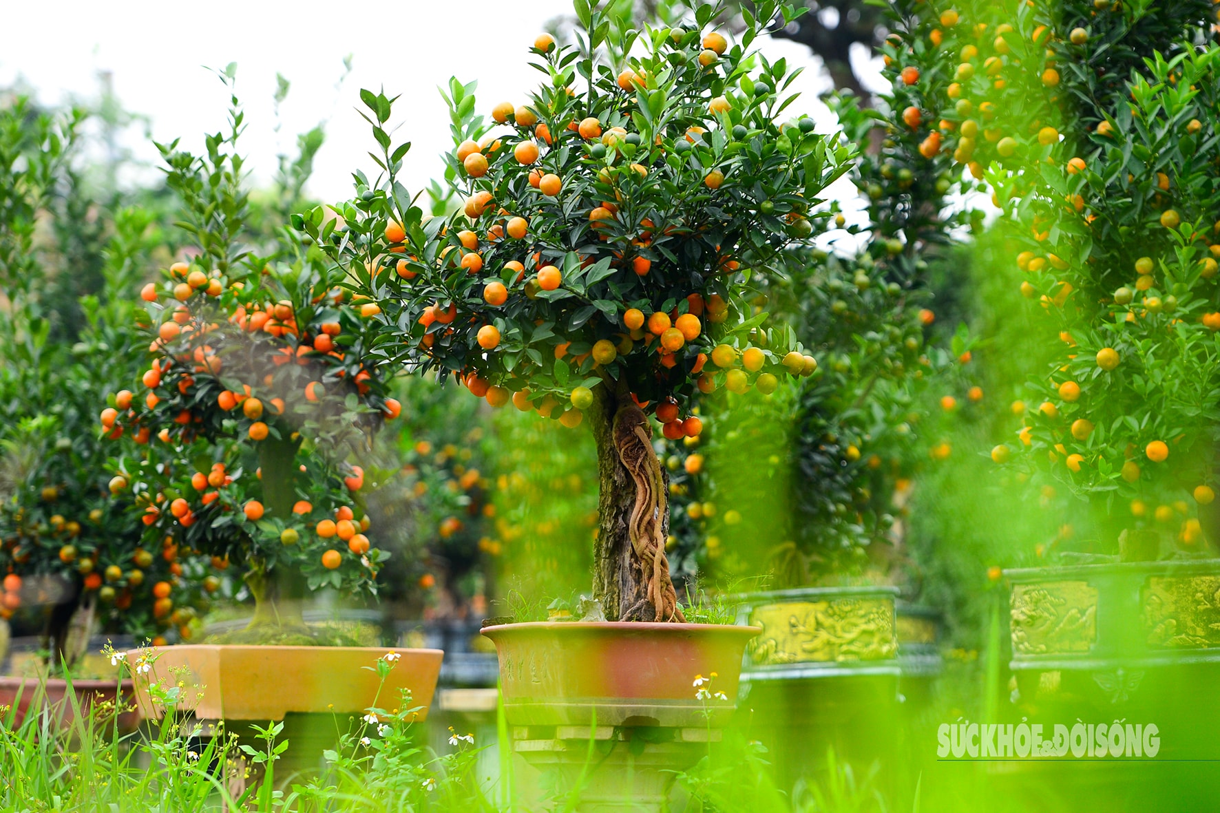 Độc lạ quất mộc căn tạo dáng ngựa- Ảnh 1. Độc lạ quất mộc căn tạo dáng ngựa- Ảnh 1.