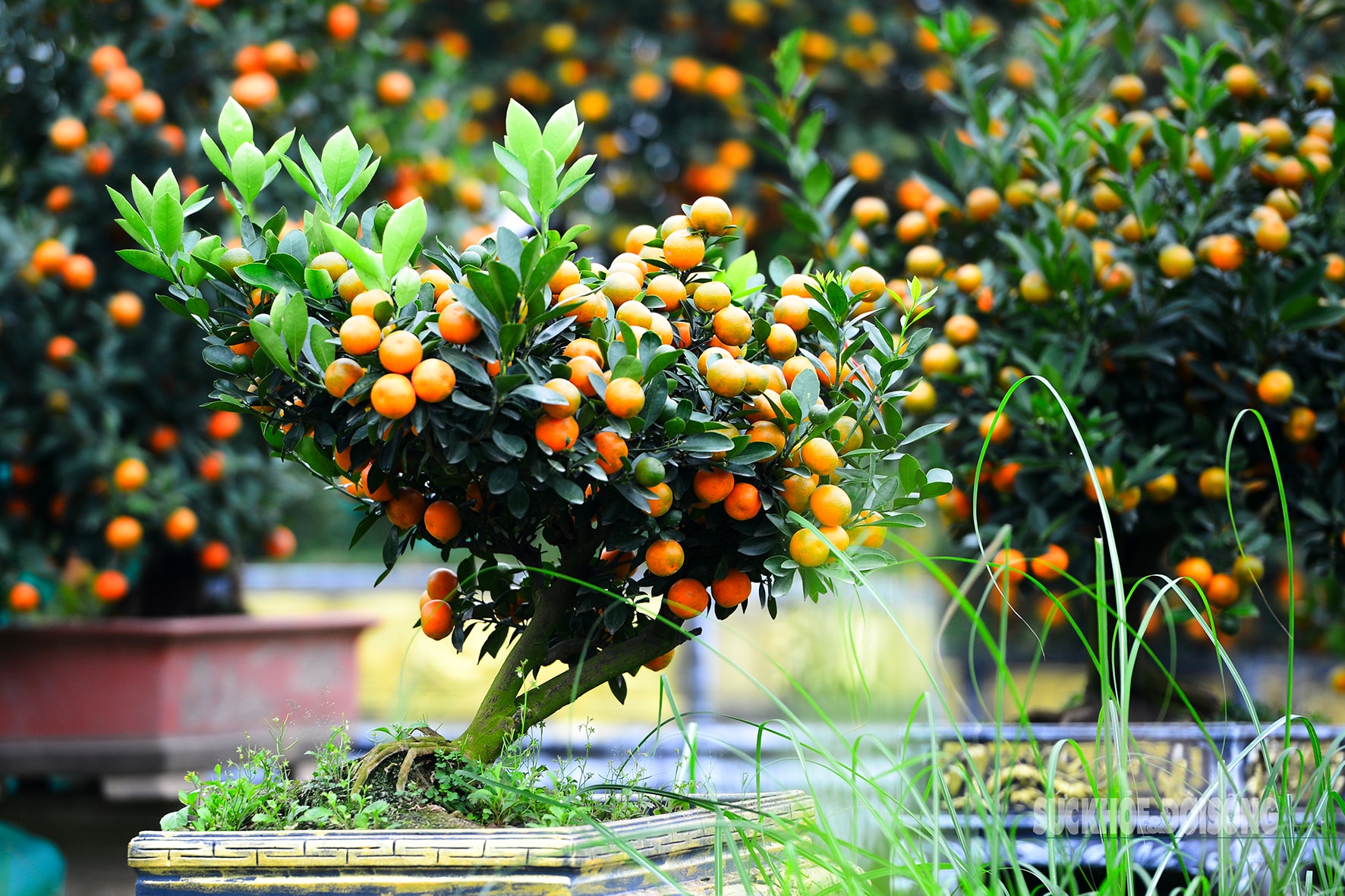 Độc lạ quất mộc căn tạo dáng ngựa- Ảnh 8. Độc lạ quất mộc căn tạo dáng ngựa- Ảnh 8.