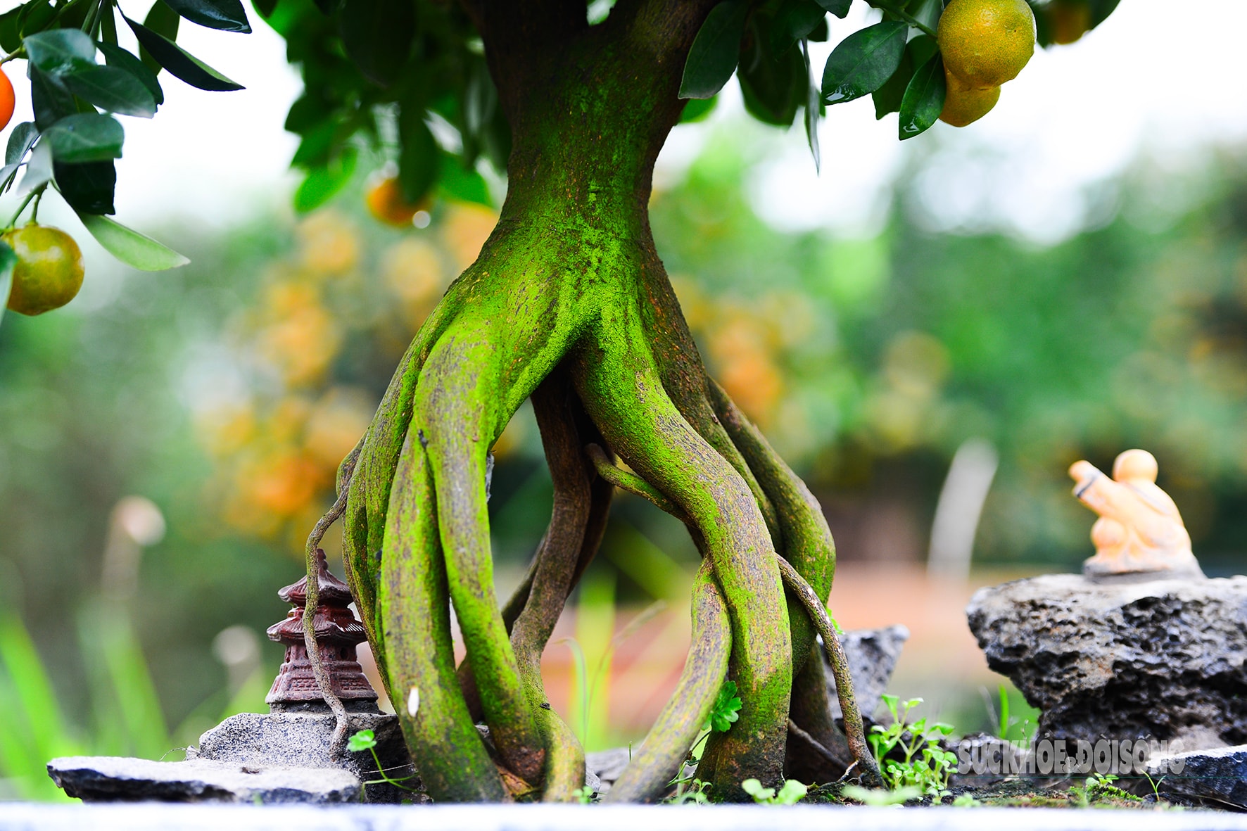 Độc lạ quất mộc căn tạo dáng ngựa- Ảnh 5. Độc lạ quất mộc căn tạo dáng ngựa- Ảnh 5.