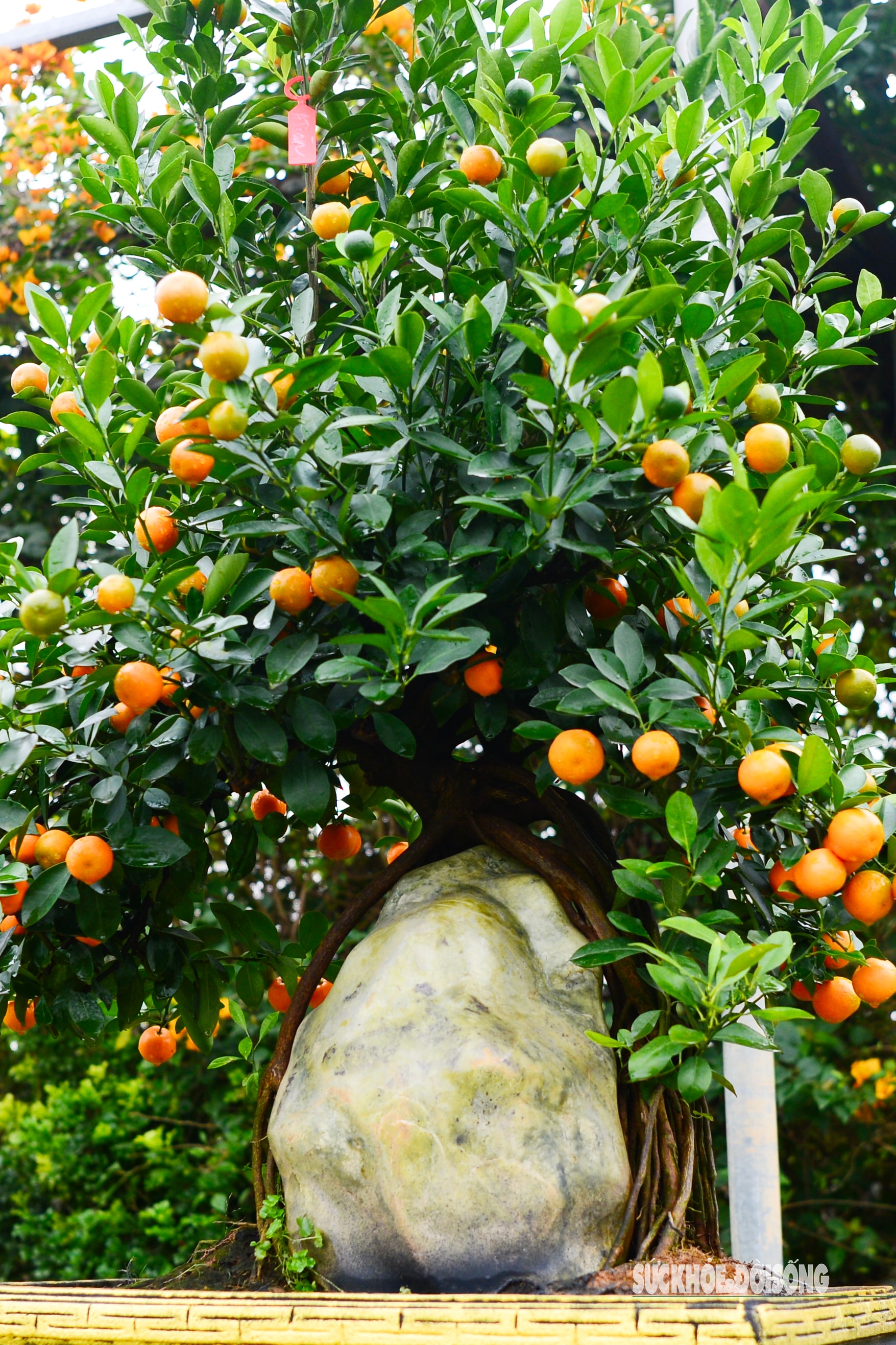 Độc lạ quất mộc căn tạo dáng ngựa- Ảnh 6. Độc lạ quất mộc căn tạo dáng ngựa- Ảnh 6.