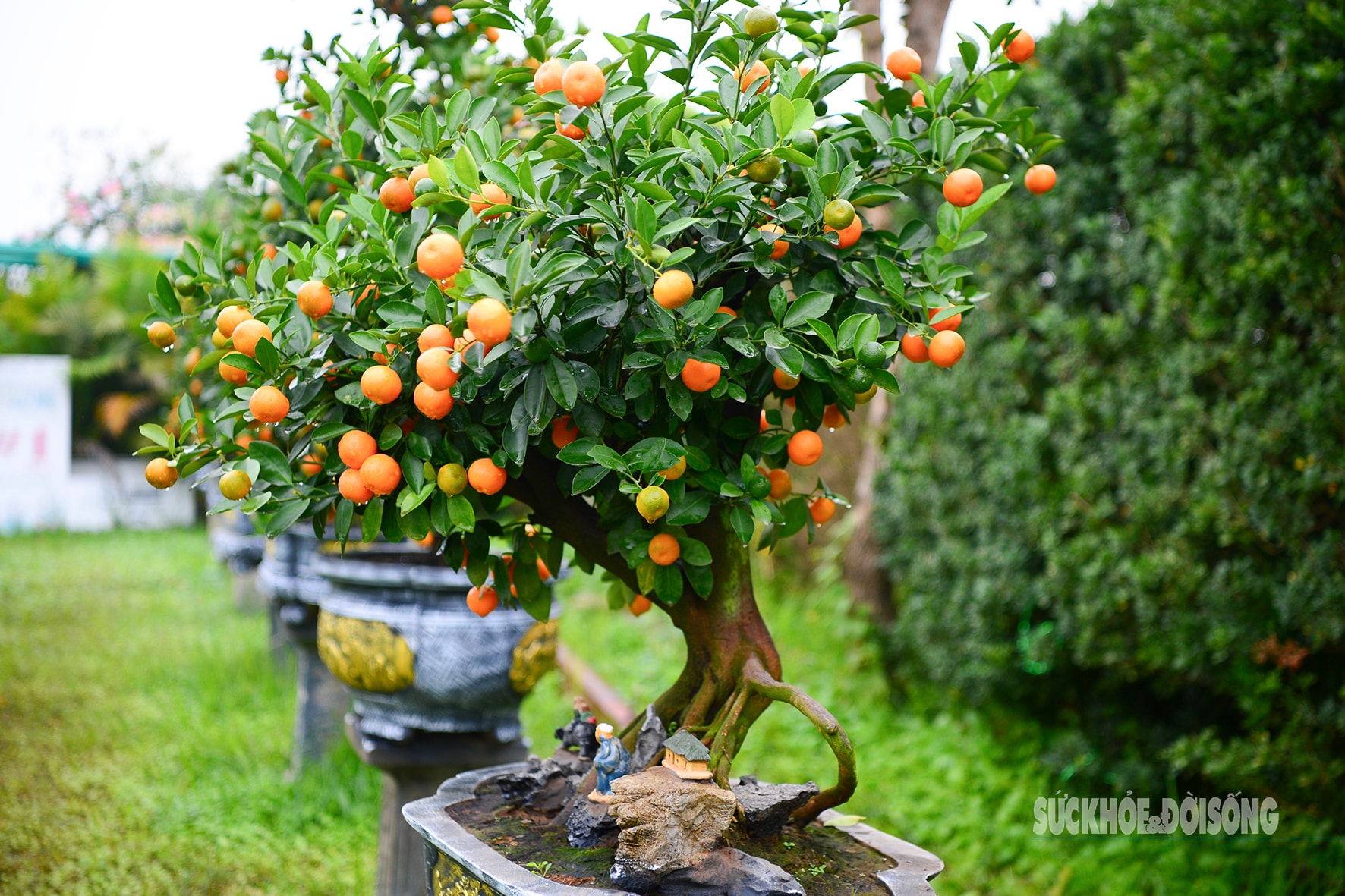 Độc lạ quất mộc căn tạo dáng ngựa- Ảnh 2. Độc lạ quất mộc căn tạo dáng ngựa- Ảnh 2.