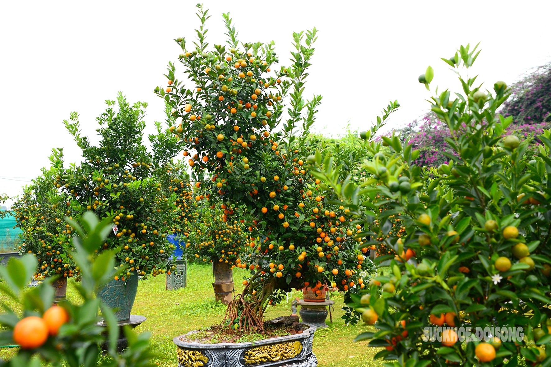 Độc lạ quất mộc căn tạo dáng ngựa- Ảnh 10. Độc lạ quất mộc căn tạo dáng ngựa- Ảnh 10.