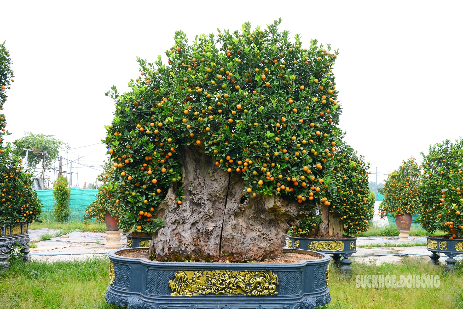 Độc lạ quất mộc căn tạo dáng ngựa- Ảnh 12. Độc lạ quất mộc căn tạo dáng ngựa- Ảnh 12.