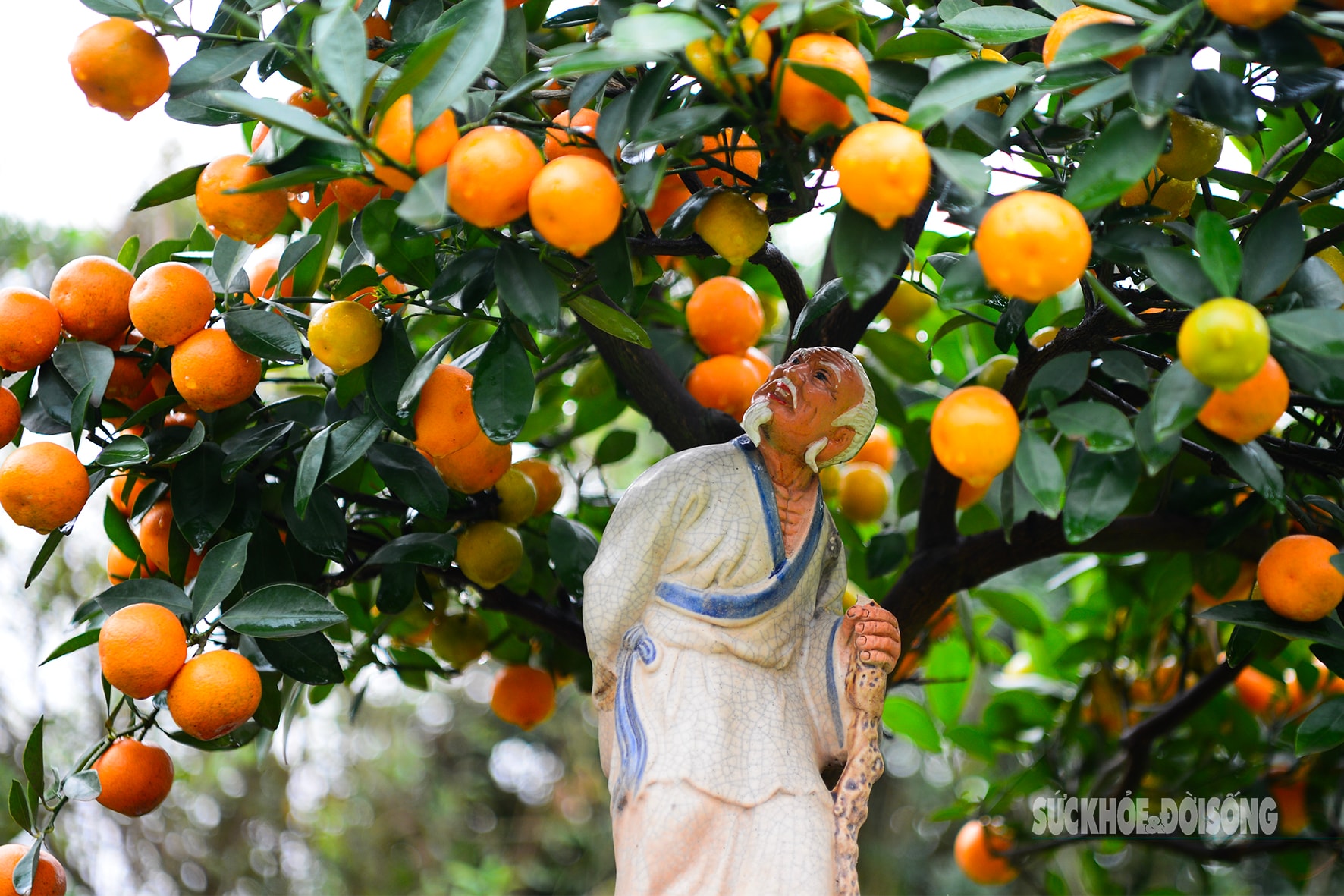 Độc lạ quất mộc căn tạo dáng ngựa- Ảnh 7. Độc lạ quất mộc căn tạo dáng ngựa- Ảnh 7.