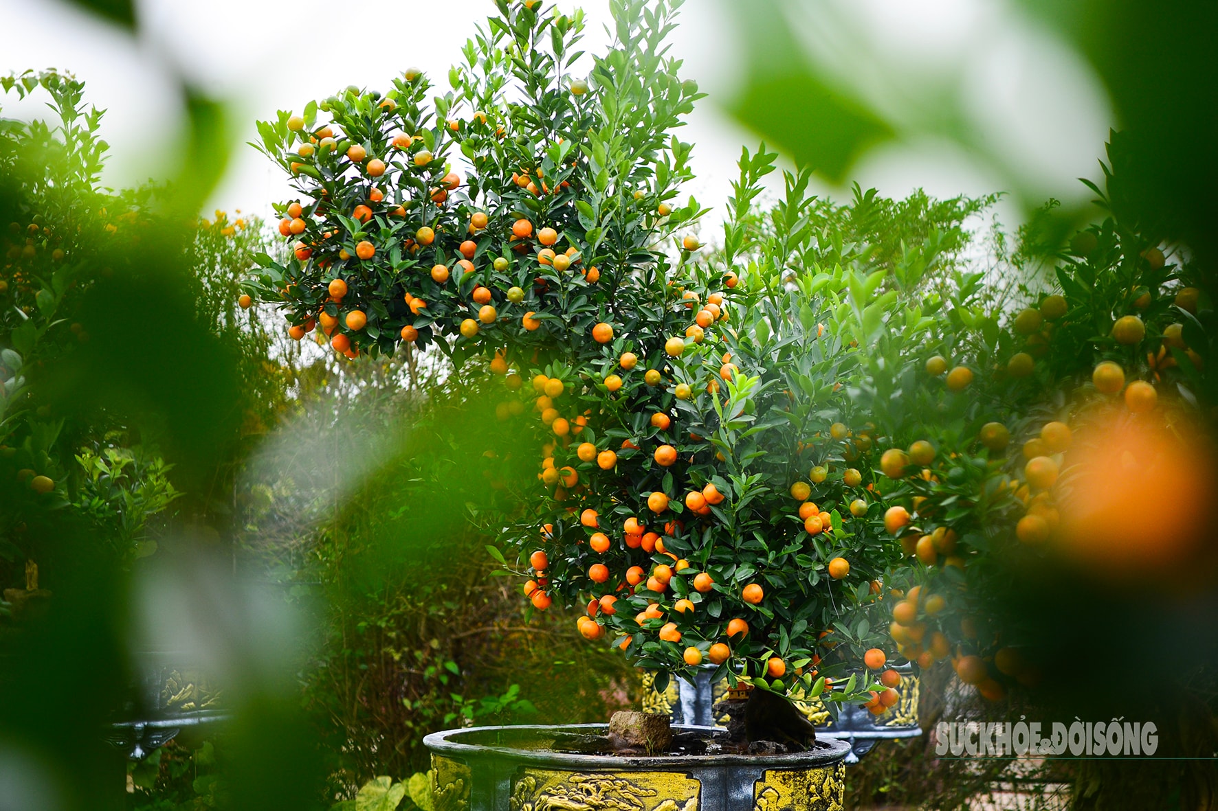 Độc lạ quất mộc căn tạo dáng ngựa- Ảnh 11. Độc lạ quất mộc căn tạo dáng ngựa- Ảnh 11.