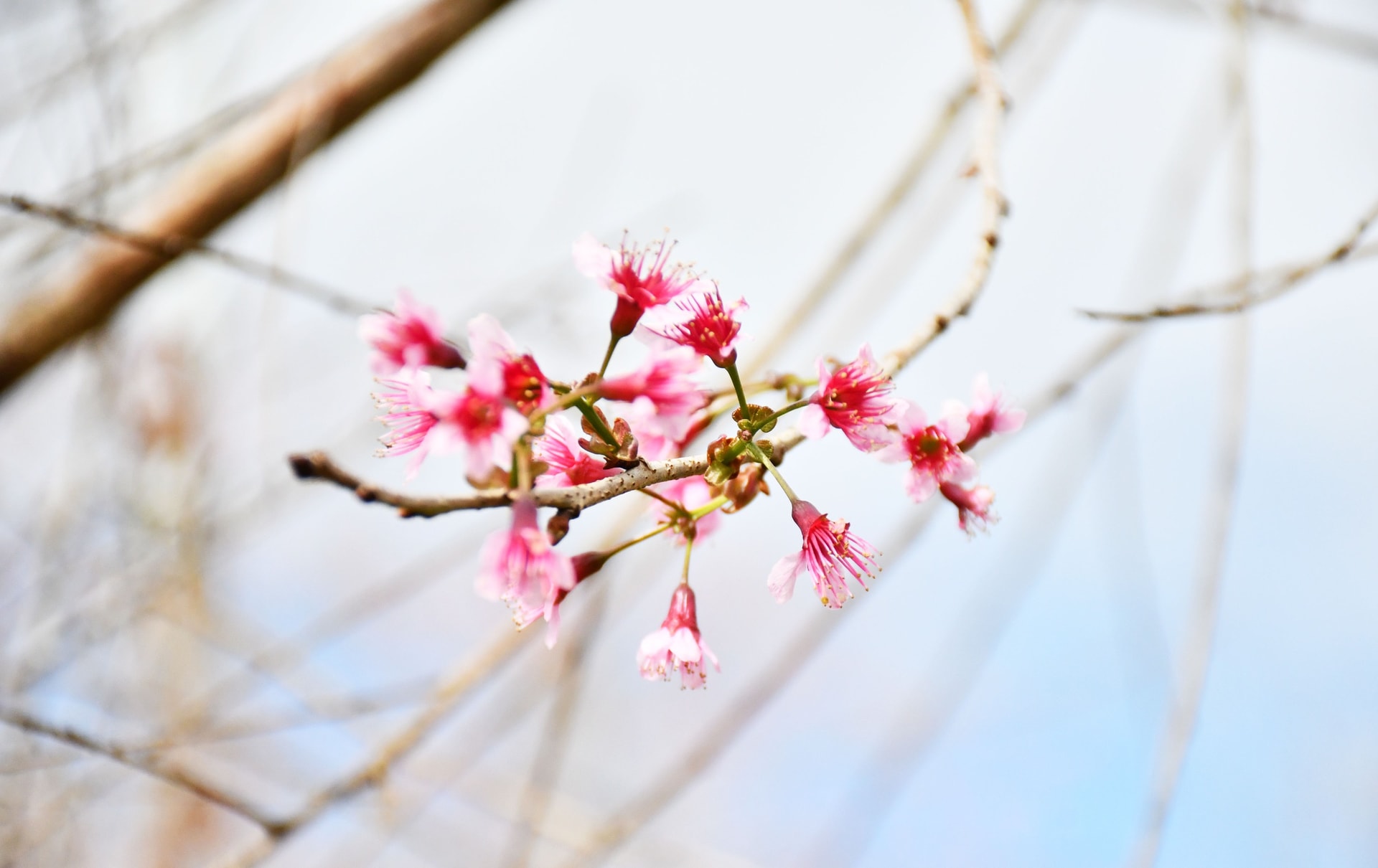 Mãn nhãn với sắc hoa anh đào đang nở rộ ở Măng Đen - Ảnh 11. Mãn nhãn với sắc hoa anh đào đang nở rộ ở Măng Đen - Ảnh 11.