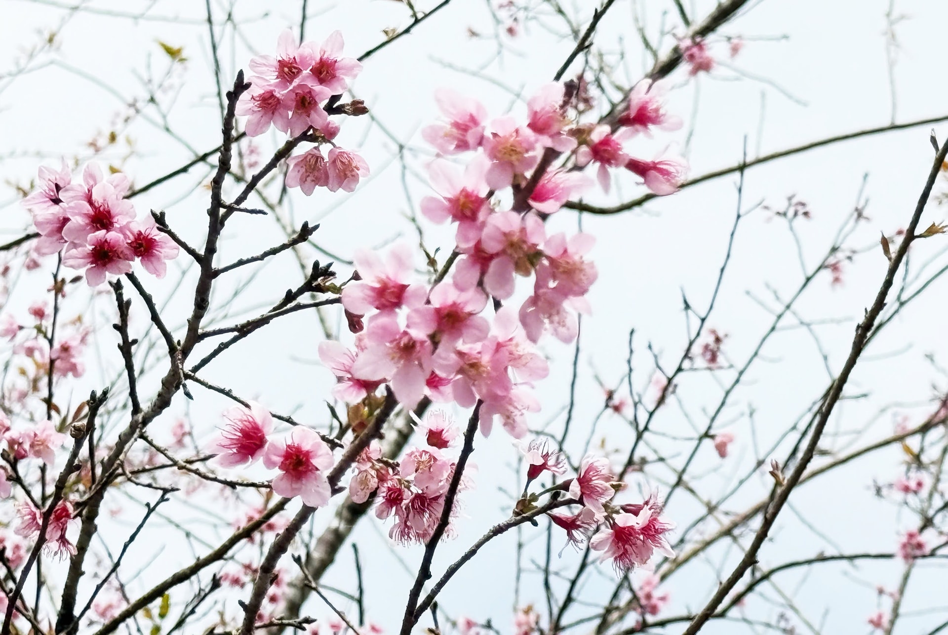 Mãn nhãn với sắc hoa anh đào đang nở rộ ở Măng Đen - Ảnh 12. Mãn nhãn với sắc hoa anh đào đang nở rộ ở Măng Đen - Ảnh 12.