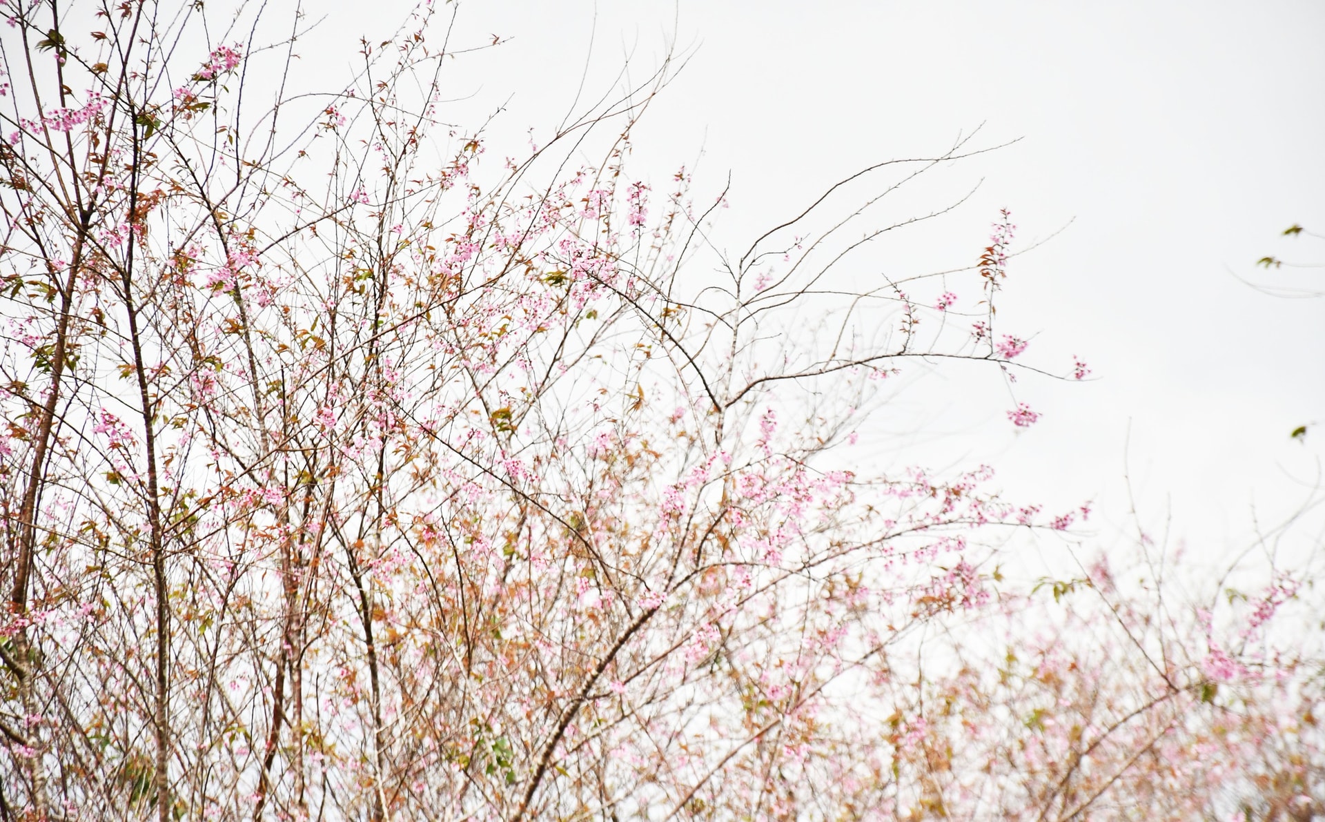 Mãn nhãn với sắc hoa anh đào đang nở rộ ở Măng Đen - Ảnh 5. Mãn nhãn với sắc hoa anh đào đang nở rộ ở Măng Đen - Ảnh 5.