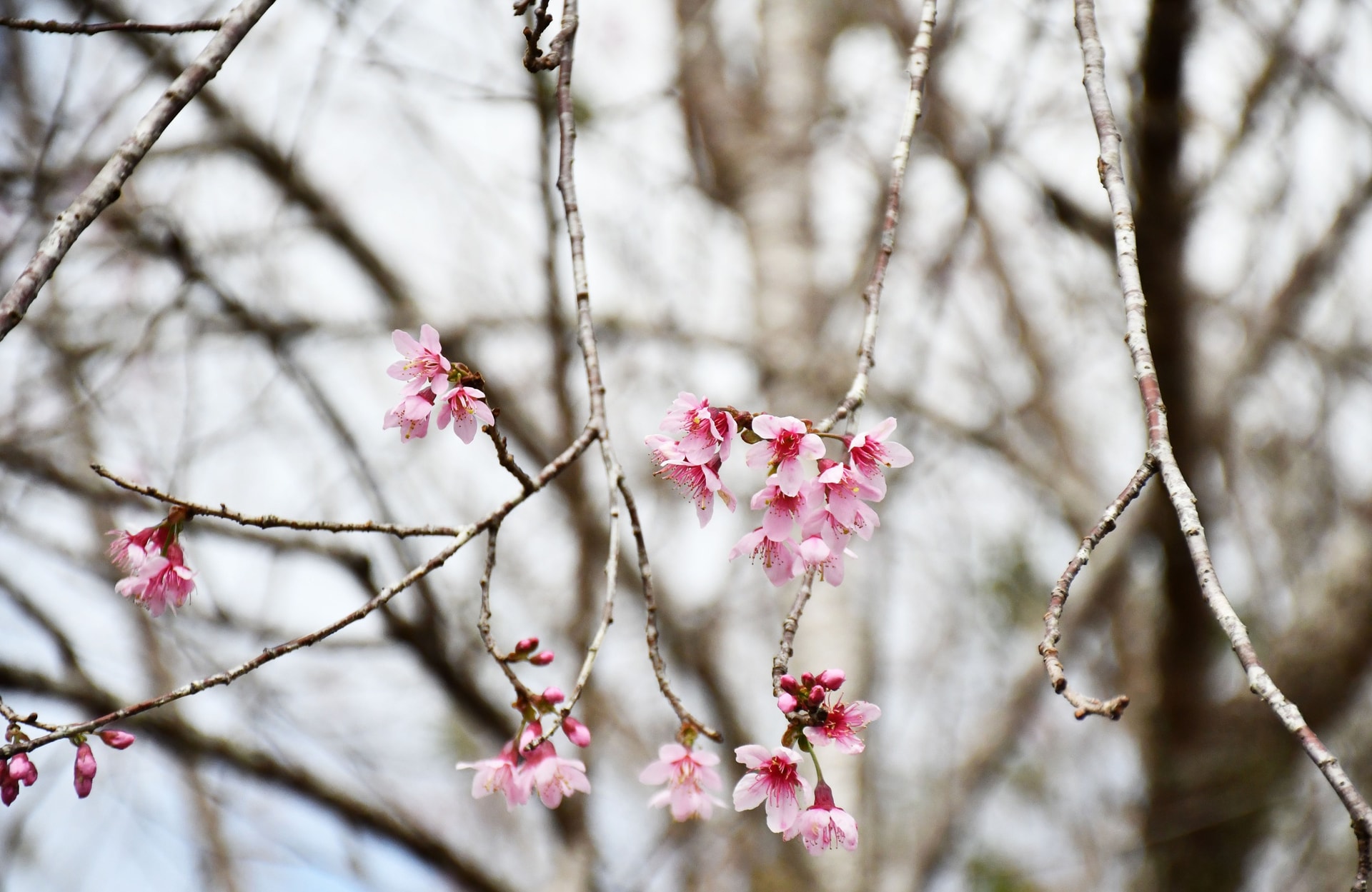 Mãn nhãn với sắc hoa anh đào đang nở rộ ở Măng Đen - Ảnh 6. Mãn nhãn với sắc hoa anh đào đang nở rộ ở Măng Đen - Ảnh 6.