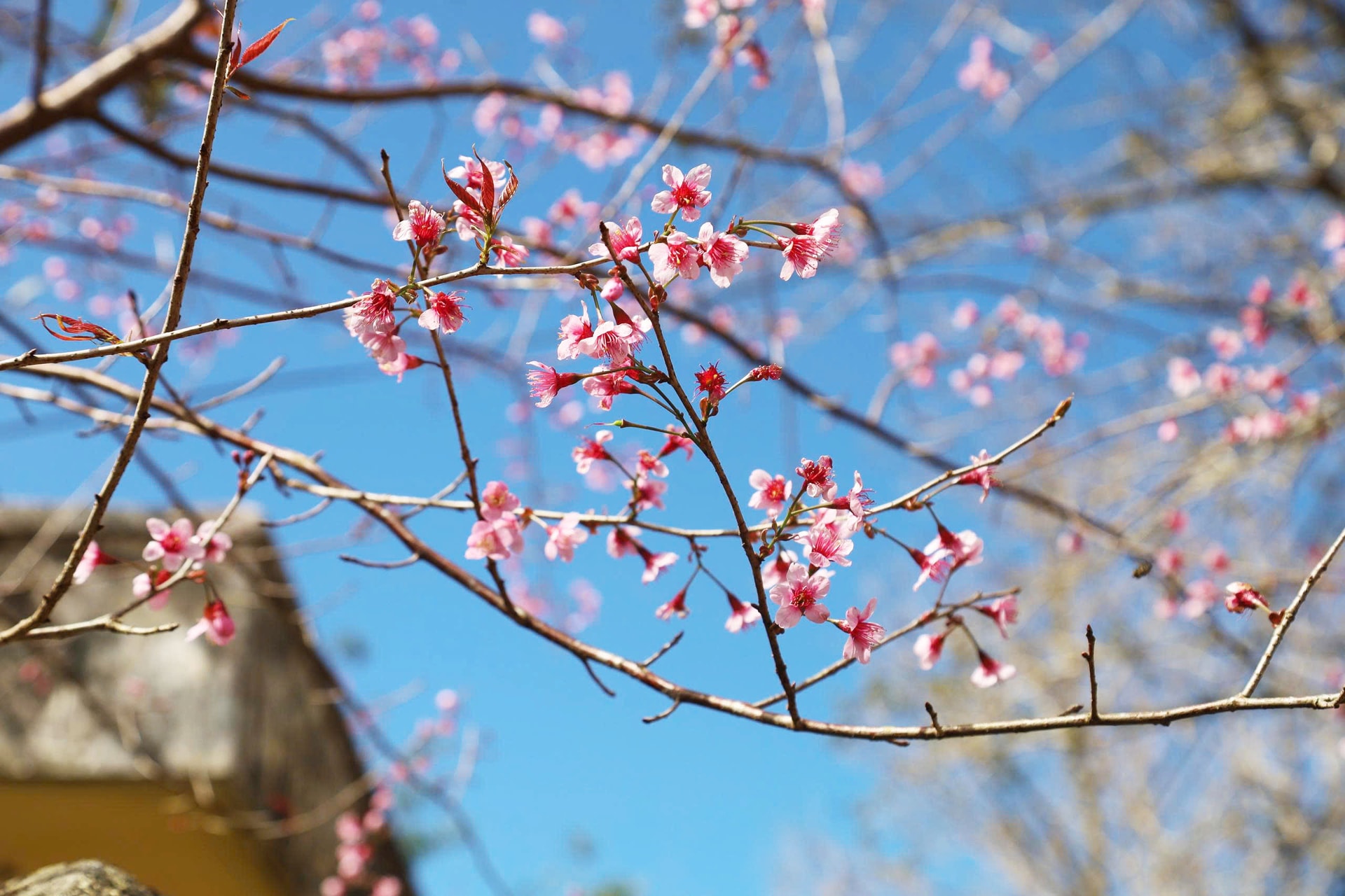 Mãn nhãn với sắc hoa anh đào đang nở rộ ở Măng Đen - Ảnh 7. Mãn nhãn với sắc hoa anh đào đang nở rộ ở Măng Đen - Ảnh 7.