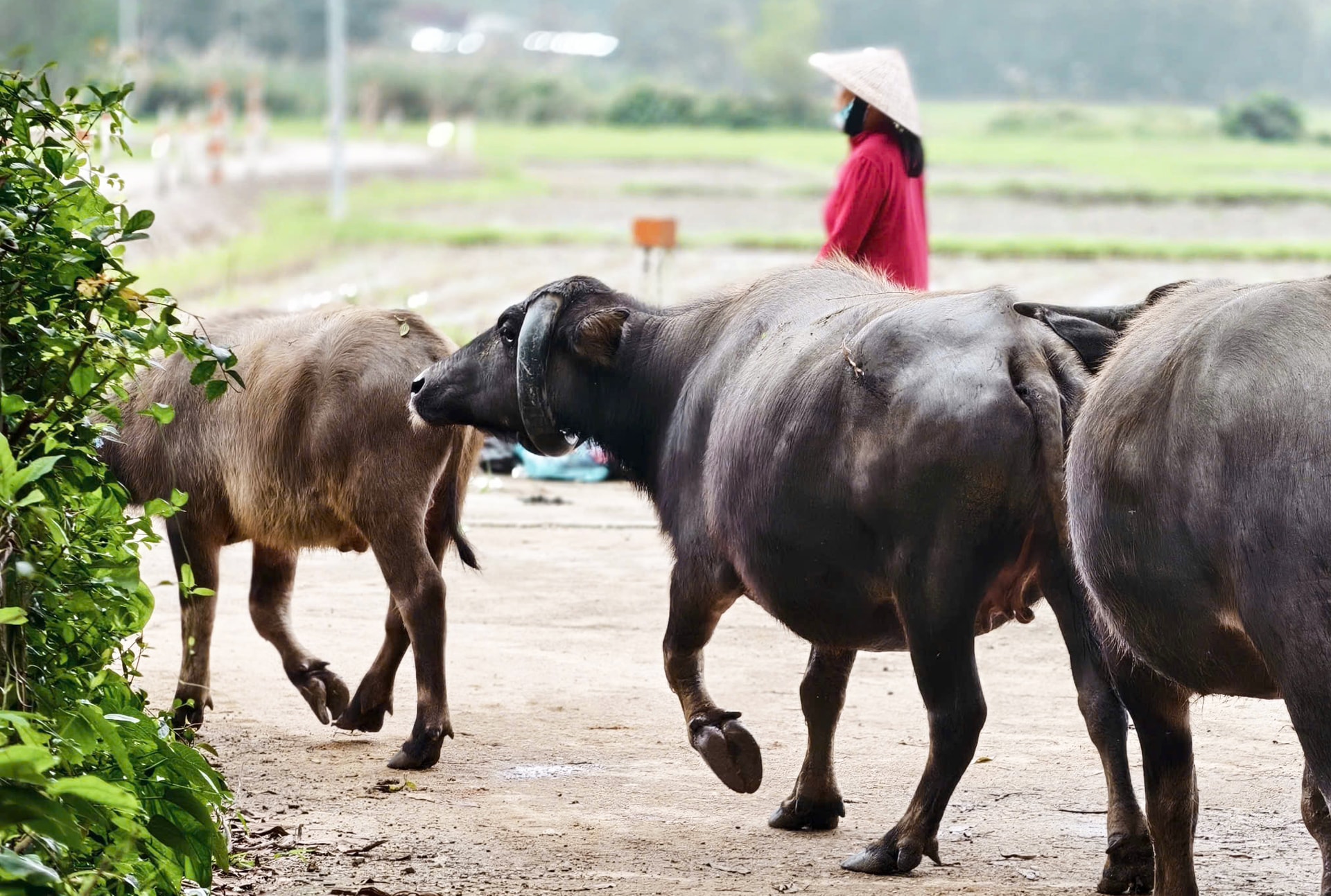 Ngỡ ngàng con trâu có cặp sừng cong tròn 'độc nhất vô nhị' ở Đà Nẵng- Ảnh 2.