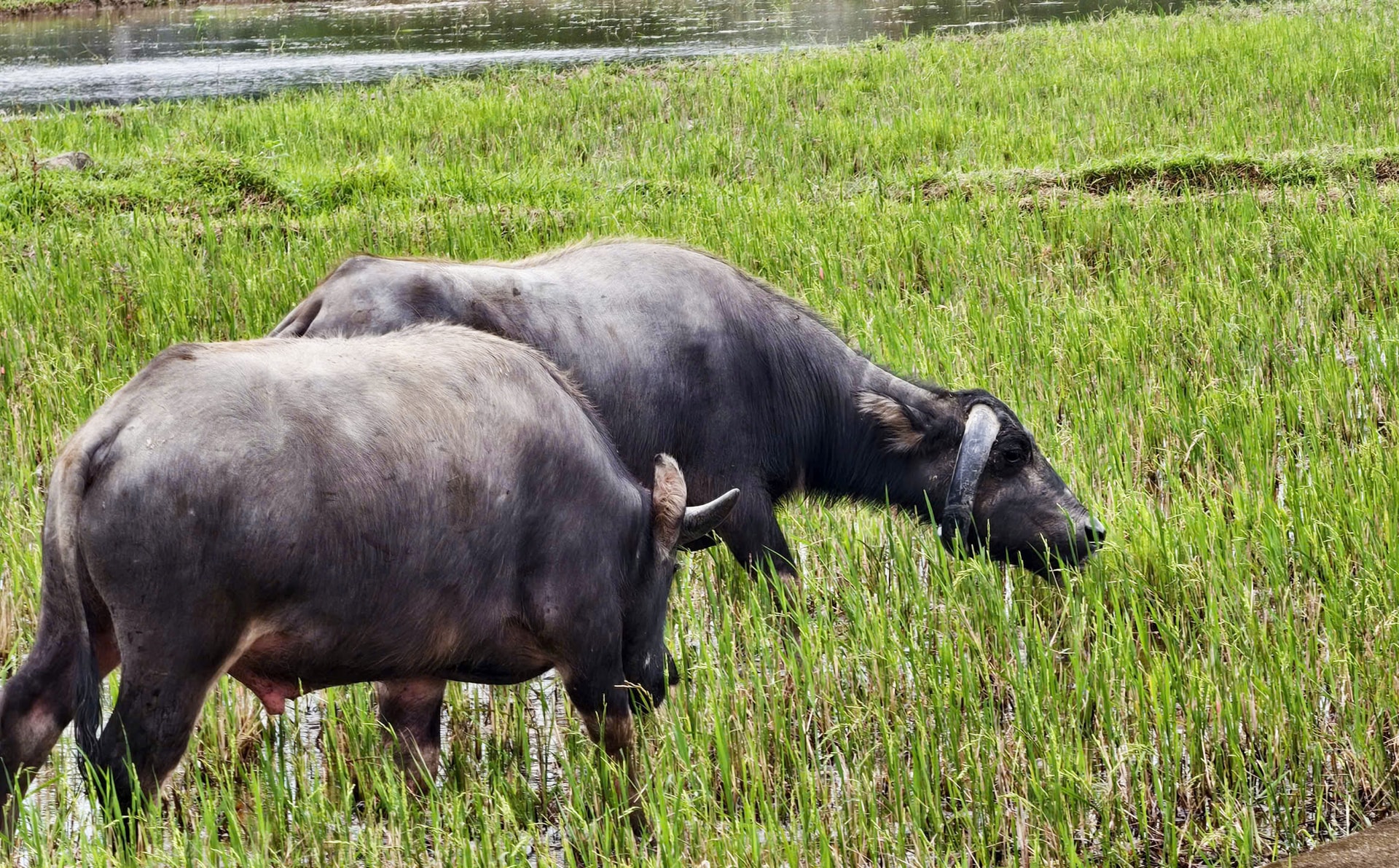 Ngỡ ngàng con trâu có cặp sừng cong tròn 'độc nhất vô nhị' ở Đà Nẵng- Ảnh 3.