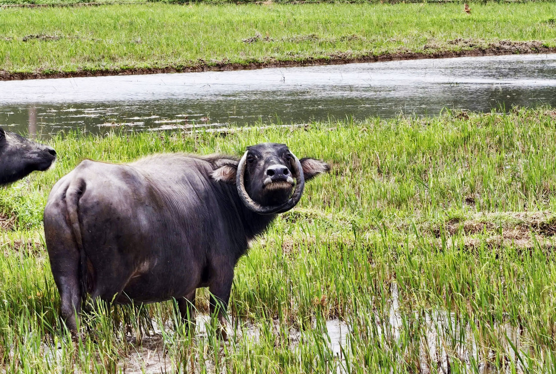 Ngỡ ngàng con trâu có cặp sừng cong tròn 'độc nhất vô nhị' ở Đà Nẵng- Ảnh 1.