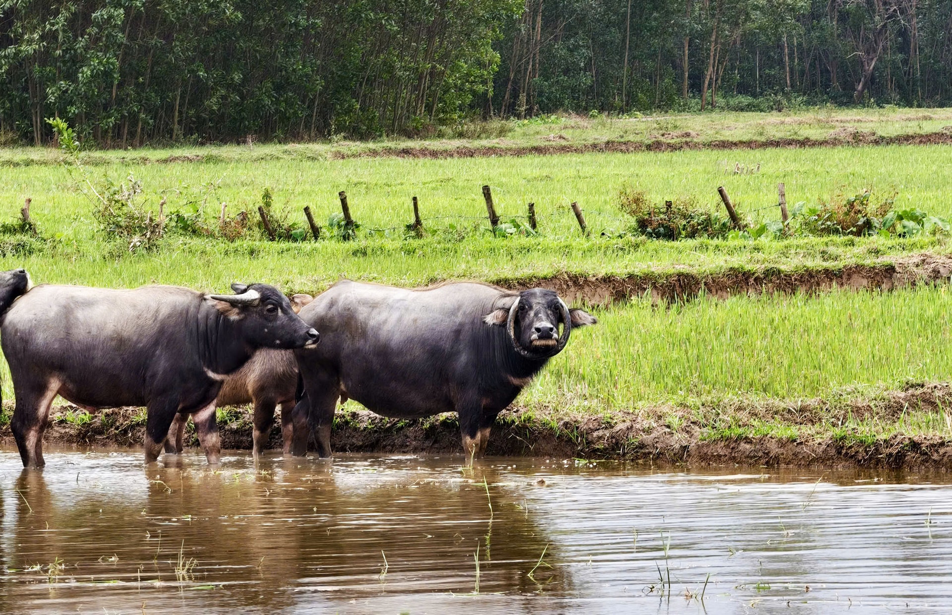 Ngỡ ngàng con trâu có cặp sừng cong tròn 'độc nhất vô nhị' ở Đà Nẵng- Ảnh 4.