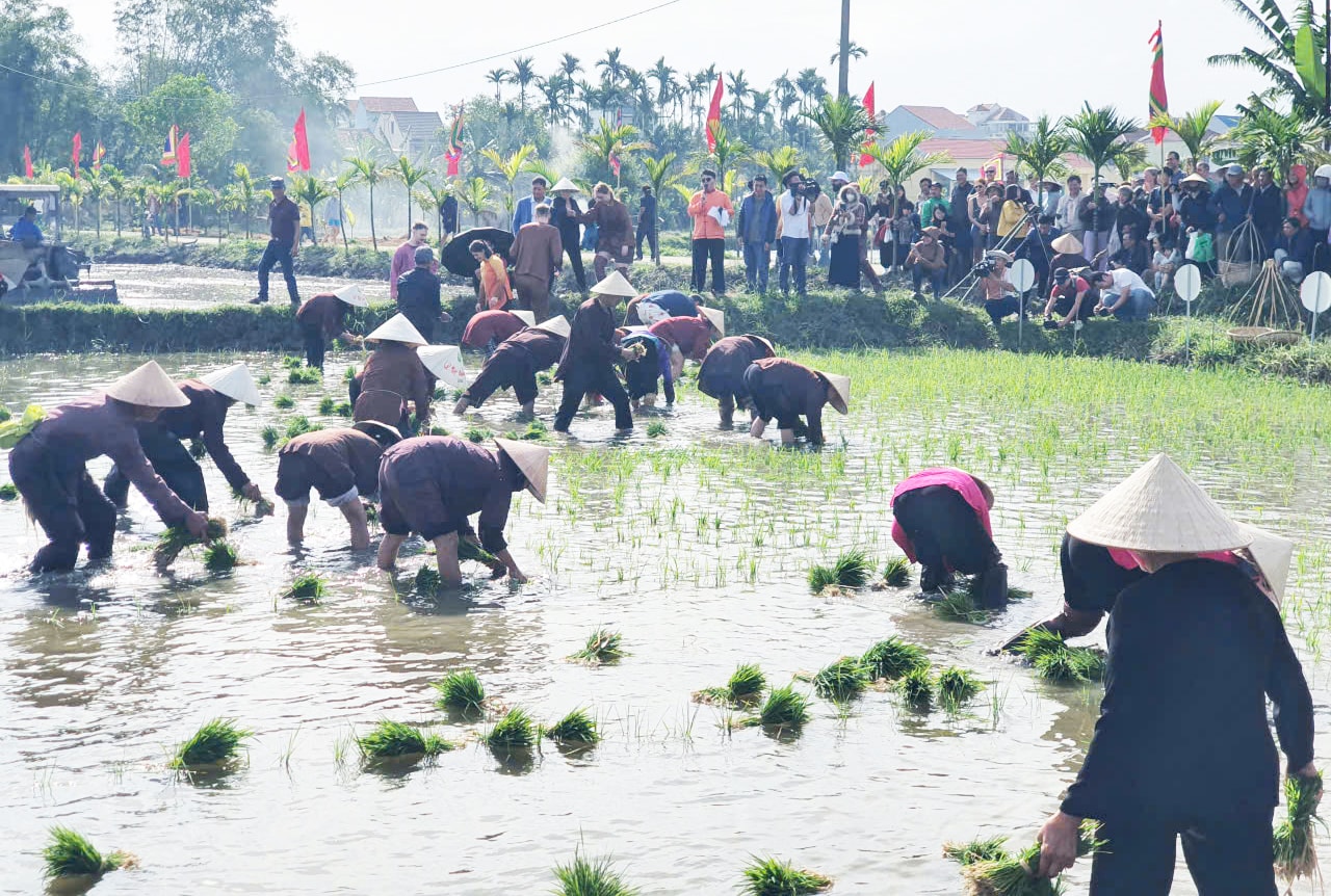 Du khách quốc tế thích thú trải nghiệm nhổ mạ, cấy lúa ở Hội An- Ảnh 2. Du khách quốc tế thích thú trải nghiệm nhổ mạ, cấy lúa ở Hội An- Ảnh 2.