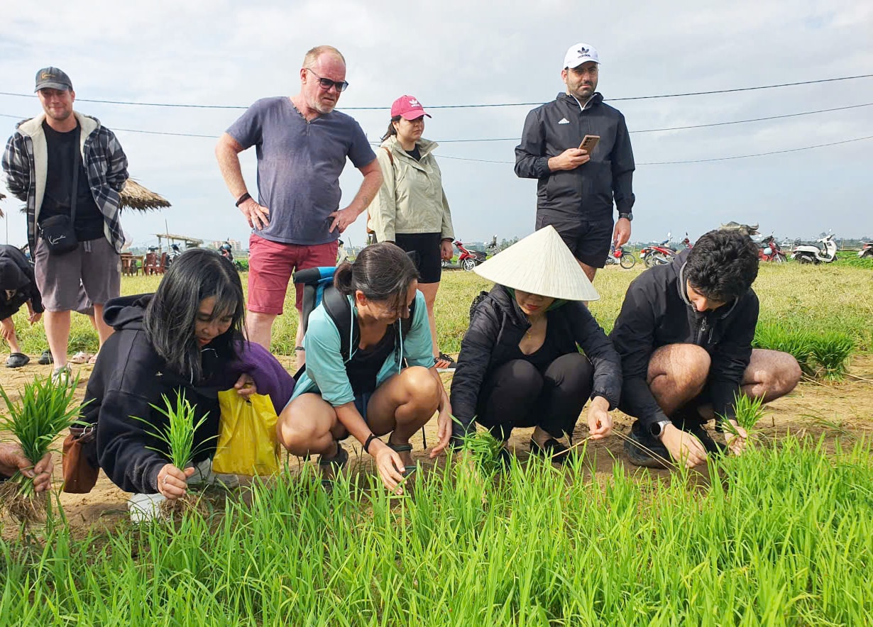 Du khách quốc tế thích thú trải nghiệm nhổ mạ, cấy lúa ở Hội An- Ảnh 4. Du khách quốc tế thích thú trải nghiệm nhổ mạ, cấy lúa ở Hội An- Ảnh 4.