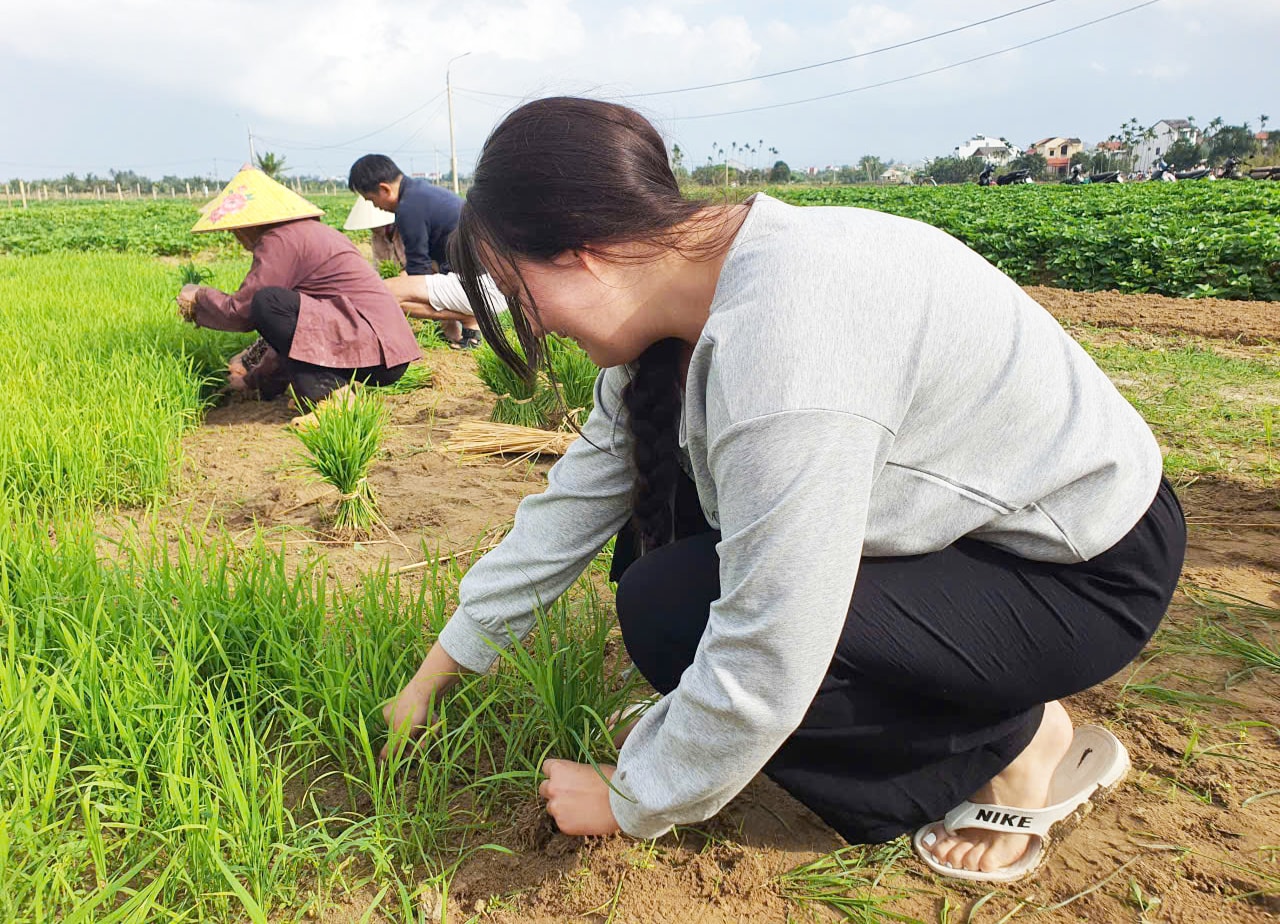 Du khách quốc tế thích thú trải nghiệm nhổ mạ, cấy lúa ở Hội An- Ảnh 6. Du khách quốc tế thích thú trải nghiệm nhổ mạ, cấy lúa ở Hội An- Ảnh 6.