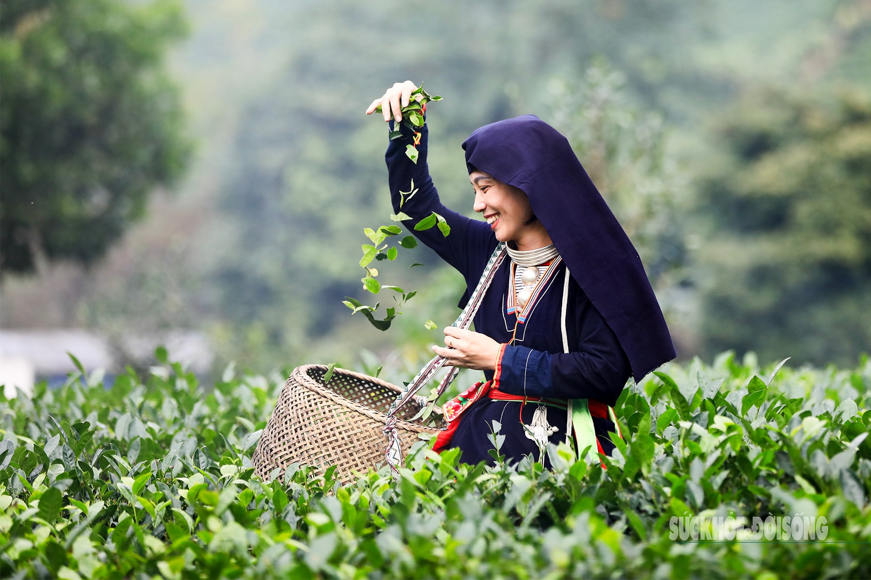 Lạc giữa 'biển chè bát úp' dưới chân Tam Đảo- Ảnh 10.