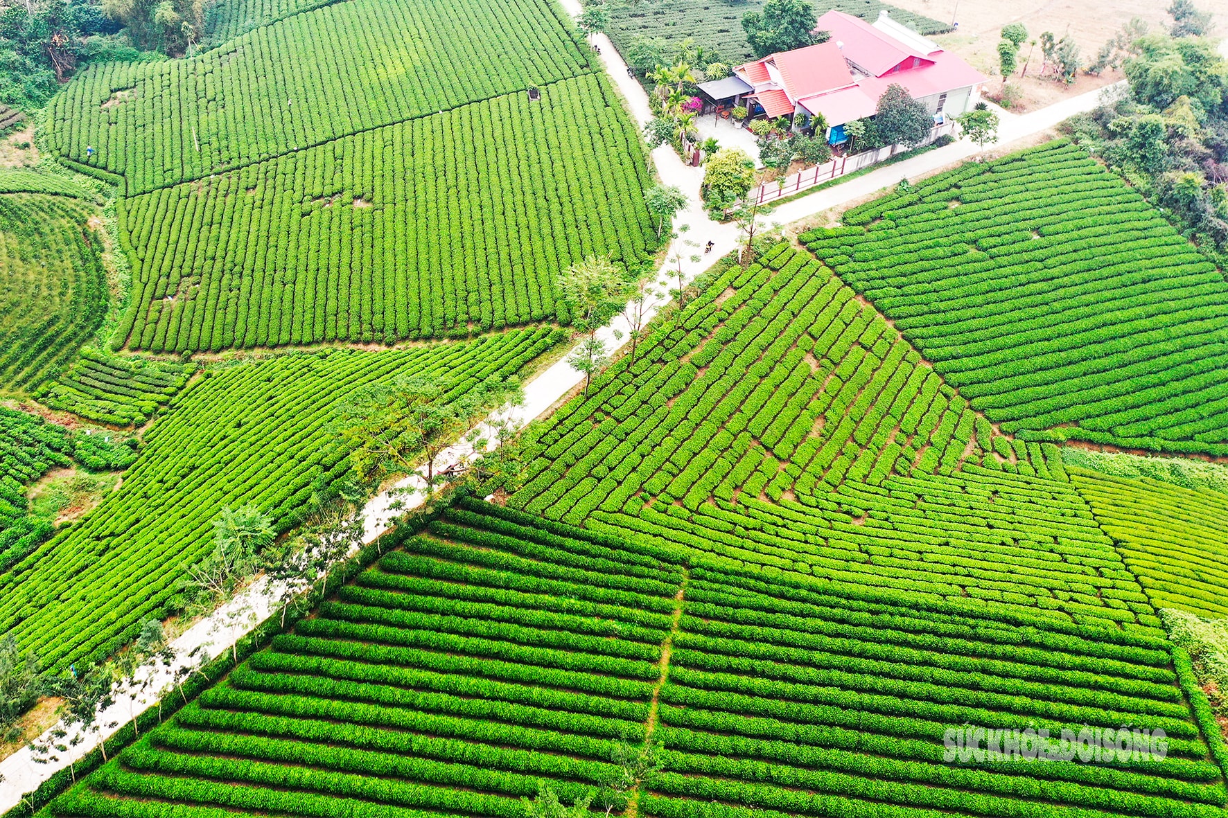 Lạc giữa 'biển chè bát úp' dưới chân Tam Đảo- Ảnh 2.