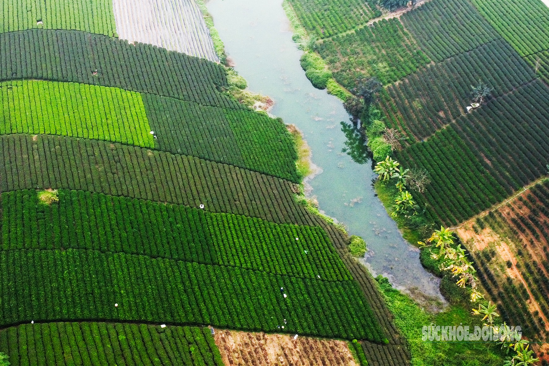 Lạc giữa 'biển chè bát úp' dưới chân Tam Đảo- Ảnh 3.