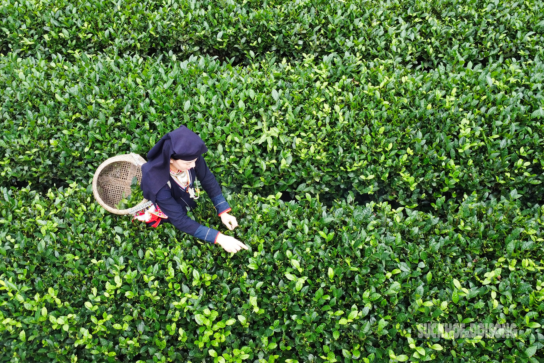 Lạc giữa 'biển chè bát úp' dưới chân Tam Đảo- Ảnh 6.