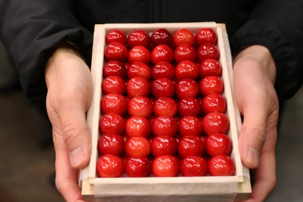 'Vua của các loài cherry Nhật Bản' gây sốt với giá kỷ lục- Ảnh 1. 'Vua của các loài cherry Nhật Bản' gây sốt với giá kỷ lục- Ảnh 1.