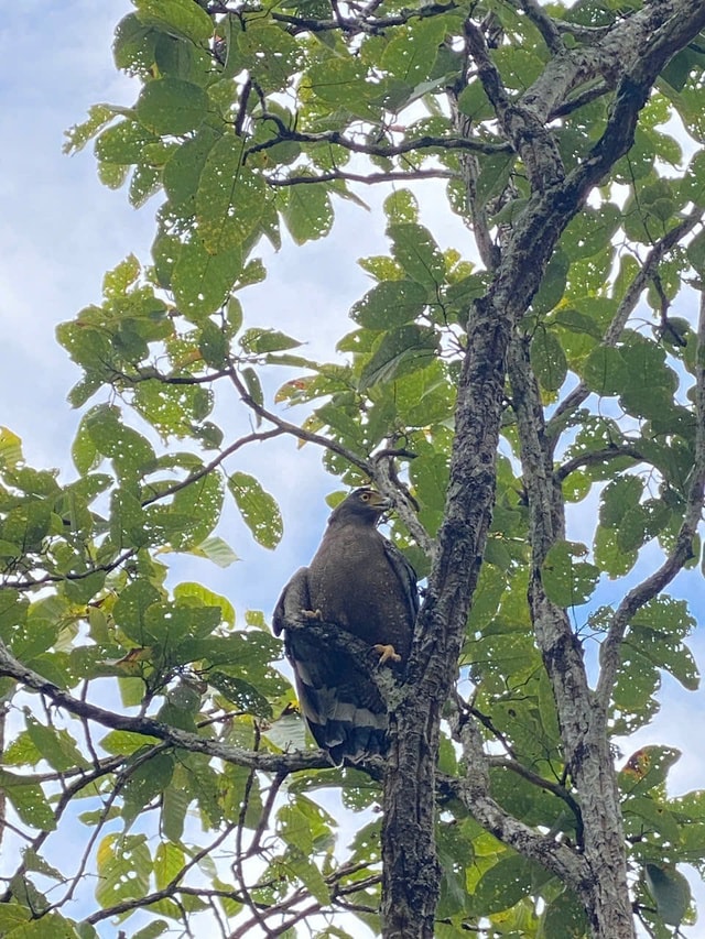 Ngắm dàn động vật quý hiếm về rừng Tây Nguyên- Ảnh 3.