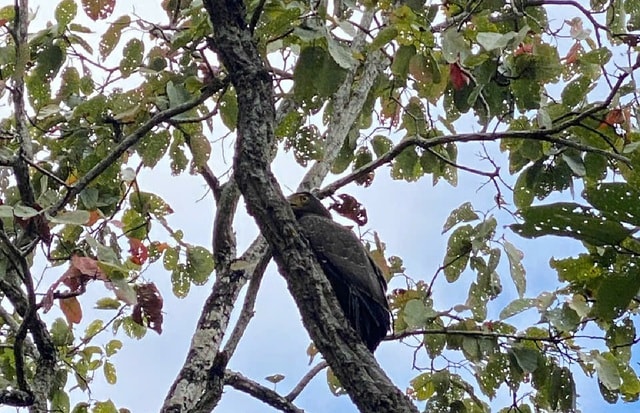 Ngắm dàn động vật quý hiếm về rừng Tây Nguyên- Ảnh 2.