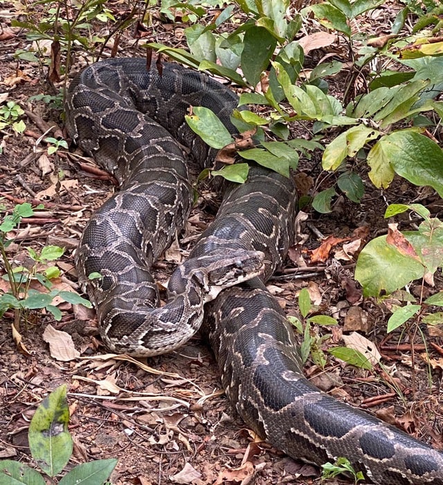 Ngắm dàn động vật quý hiếm về rừng Tây Nguyên- Ảnh 6.