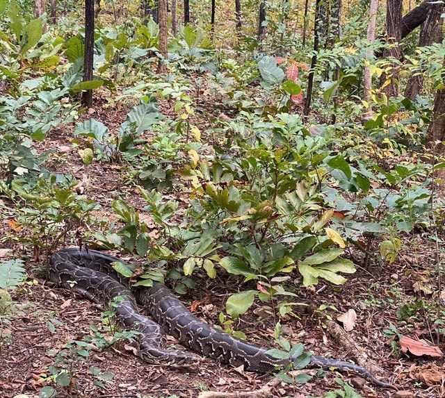 Ngắm dàn động vật quý hiếm về rừng Tây Nguyên- Ảnh 7.