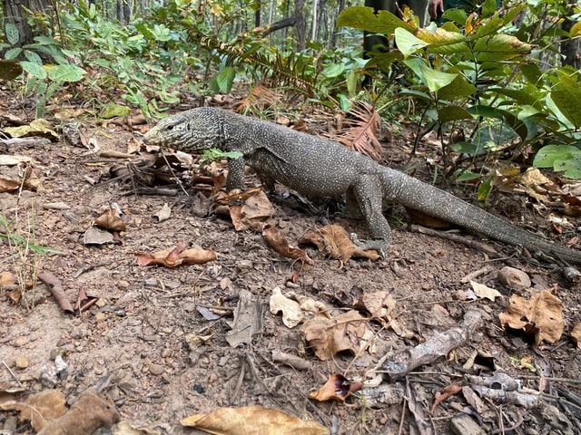 Ngắm dàn động vật quý hiếm về rừng Tây Nguyên- Ảnh 4.