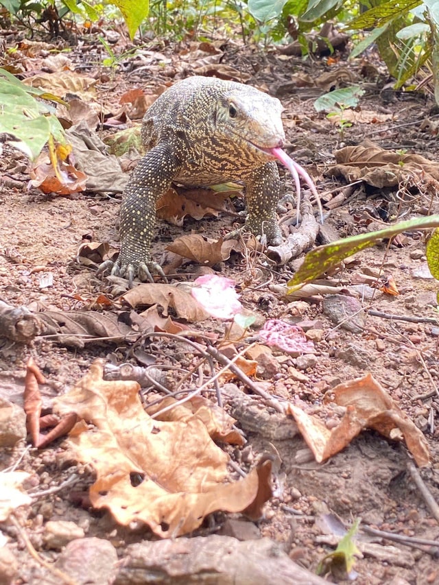 Ngắm dàn động vật quý hiếm về rừng Tây Nguyên- Ảnh 5.