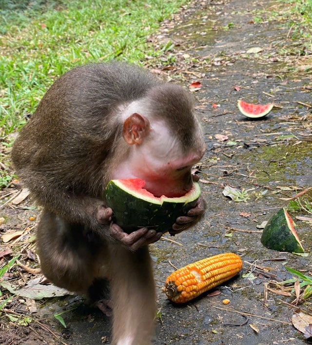 Ngắm dàn động vật quý hiếm về rừng Tây Nguyên- Ảnh 8.