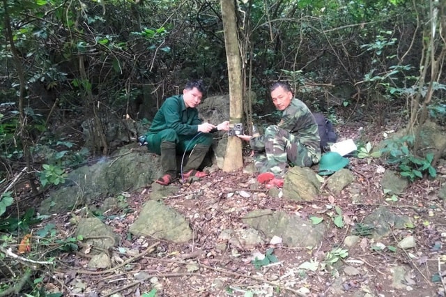 Phát hiện hai mẹ con loài sơn dương đang thảnh thơi đi dạo trong rừng- Ảnh 1.