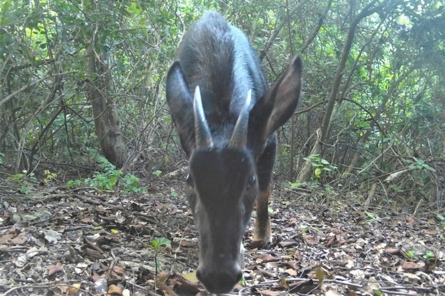 Phát hiện hai mẹ con loài sơn dương đang thảnh thơi đi dạo trong rừng- Ảnh 2.