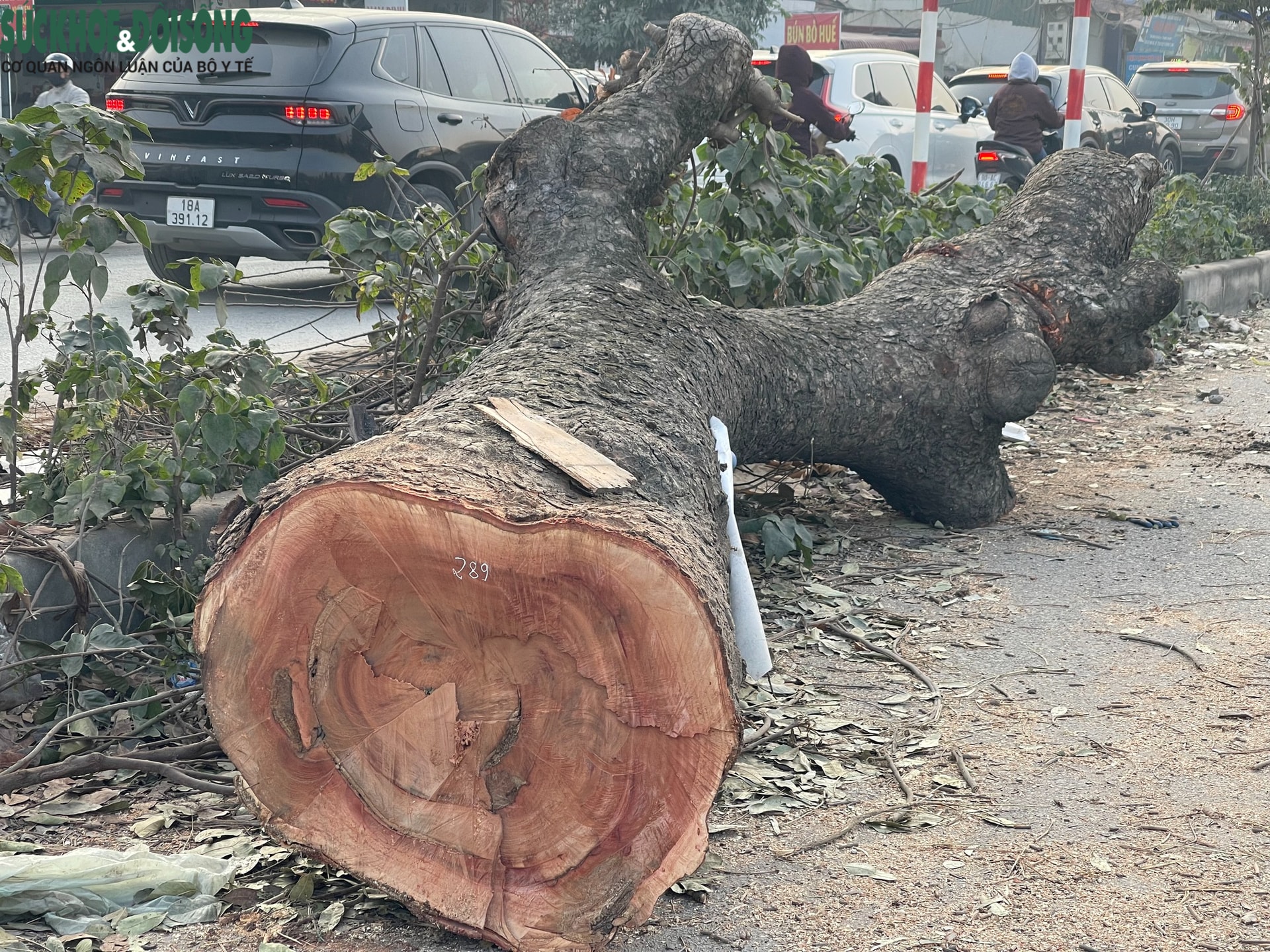 Tại sao cần chặt hạ loạt cây xà cừ cổ thụ trên đường 70?- Ảnh 7.