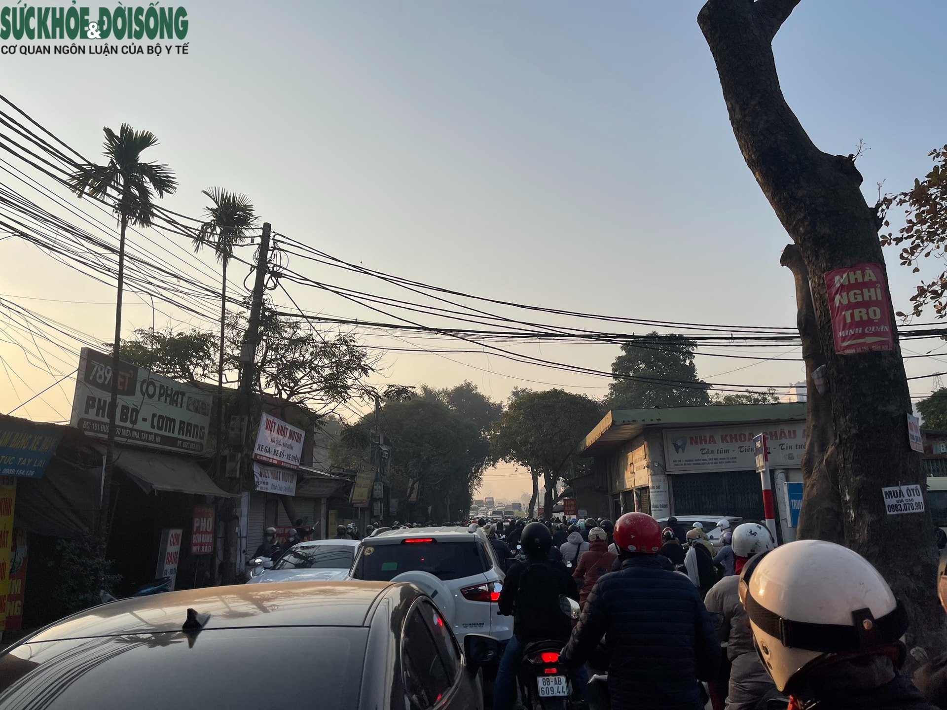 Tại sao cần chặt hạ loạt cây xà cừ cổ thụ trên đường 70?- Ảnh 11.