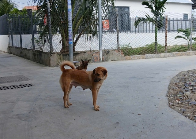 Nhiều trường hợp ở Khánh Hòa bị giun đũa chó mèo, người dân chủ động phòng bệnh- Ảnh 2.