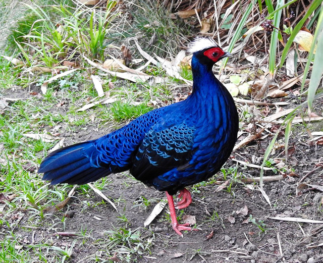 Nhân nuôi loài gà quý hiếm có nguy cơ tuyệt chủng trong tự nhiên- Ảnh 2. Nhân nuôi loài gà quý hiếm có nguy cơ tuyệt chủng trong tự nhiên- Ảnh 2.